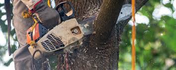 Best Tree Health Inspection  in Los Gatos, CA