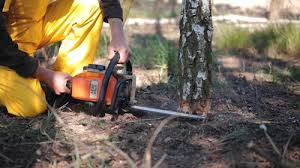 Best Lawn Maintenance Plans  in Los Gatos, CA