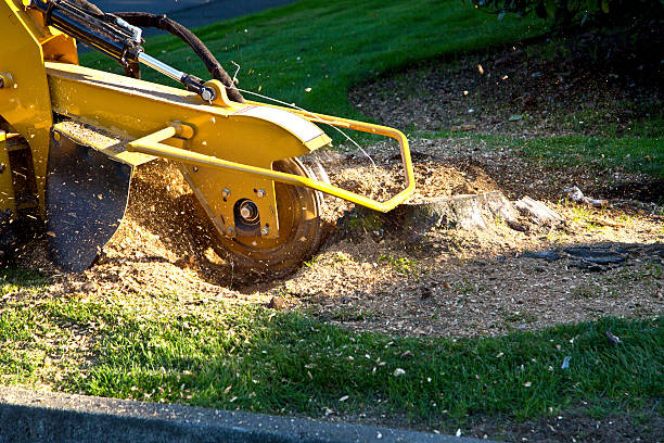 Best Tree Preservation Services  in Los Gatos, CA