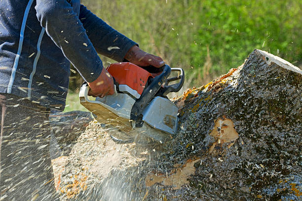 How Our Tree Care Process Works  in  Los Gatos, CA